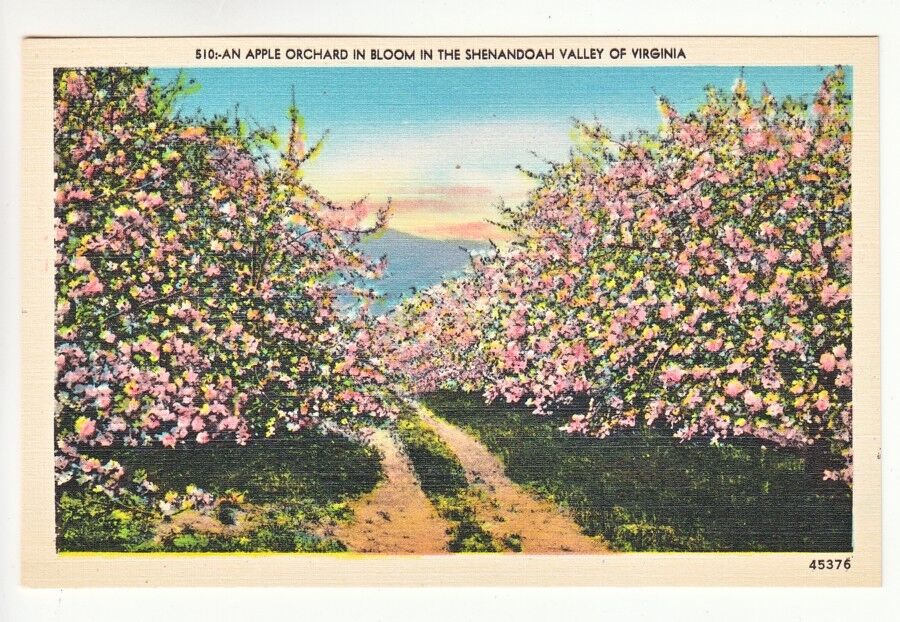 Postcard: Apple Orchard in Bloom in the Shenandoah Valley of Virginia