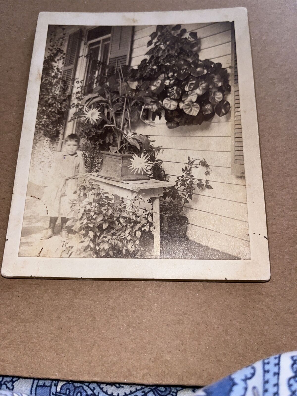 Antique Cabinet Card: Dutchman’s Pipe Cactus Epiphyllum Oxypetalum Against House