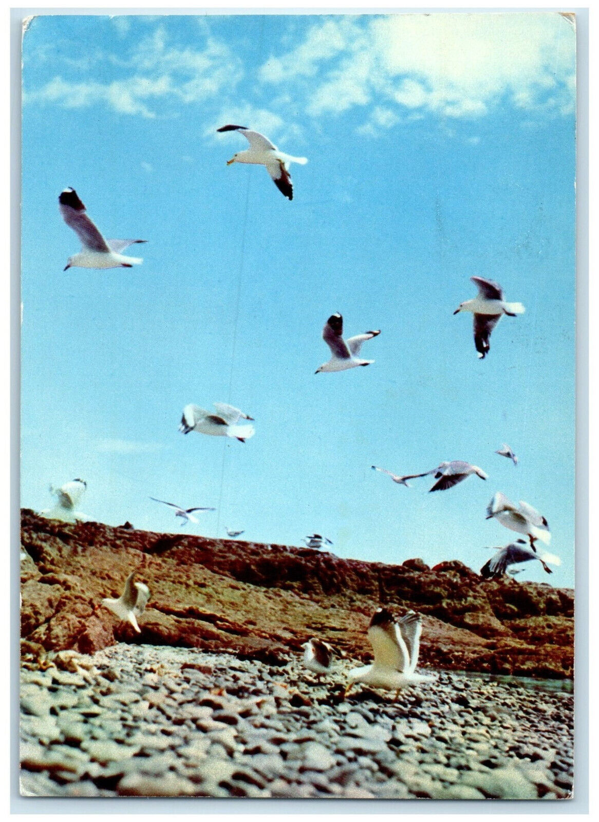 1957 VIII Zanzibar Sea-Gulls Flying Dear Doctor Poulenc Limited Postcard