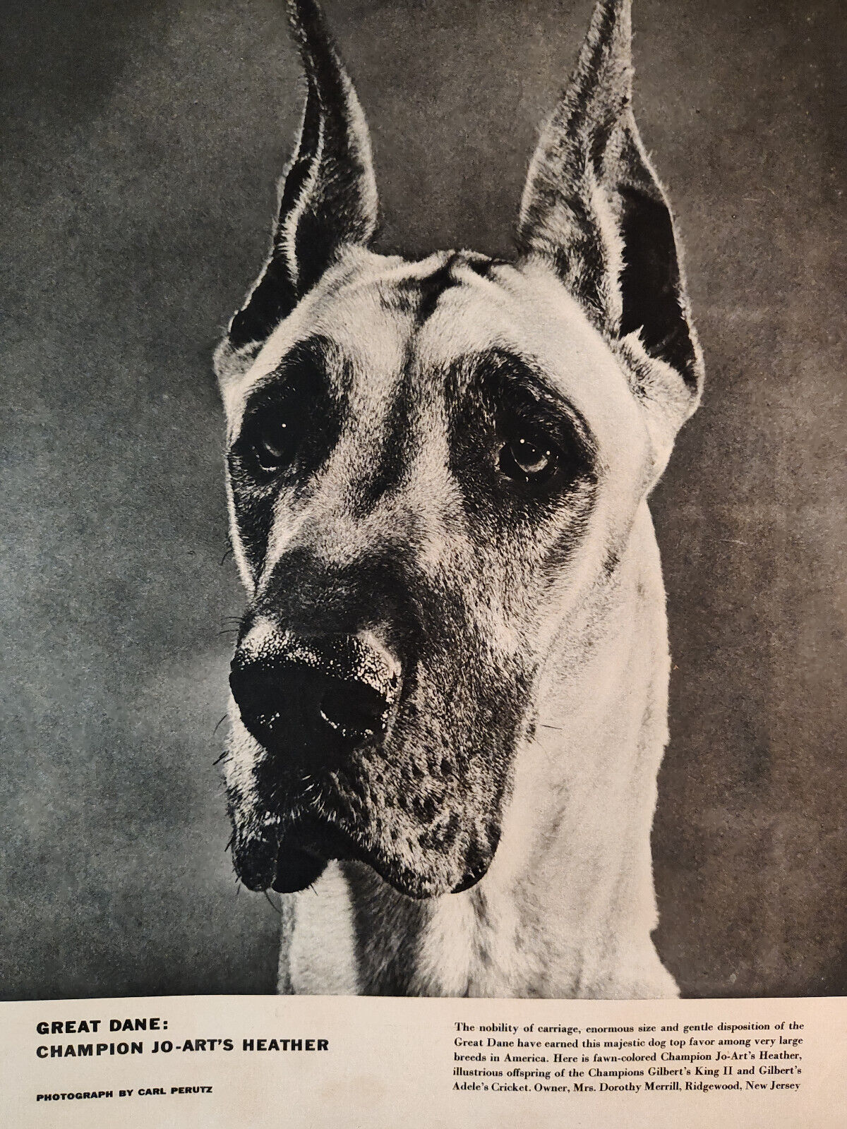 1955 Esquire Dog Photograph GREAT DANE Champion Jo-Art's Heather Carl Perutz