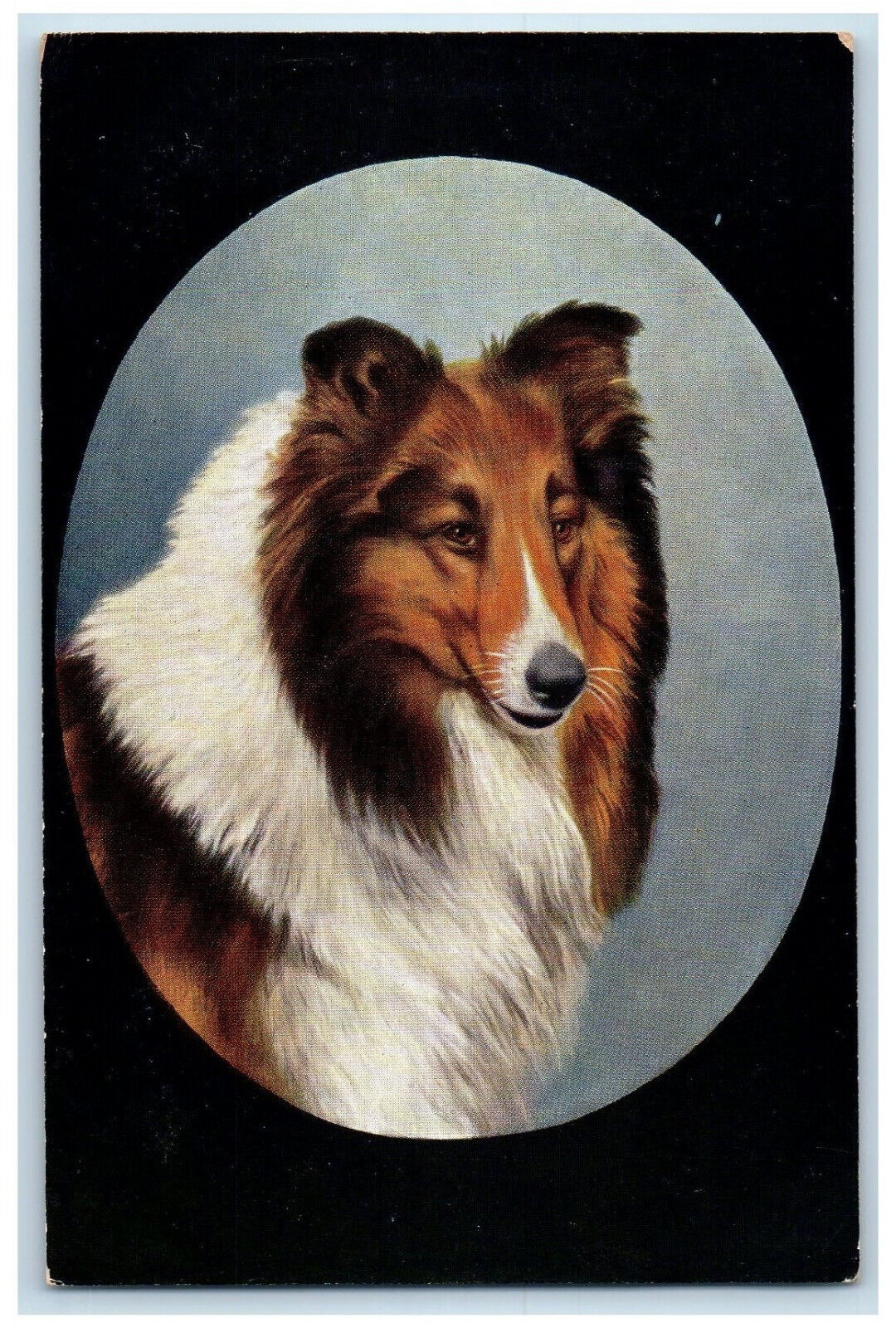 Postcard Favourite Dogs Scotch Collie Dog c1910 Unposted Antique Tuck Dogs