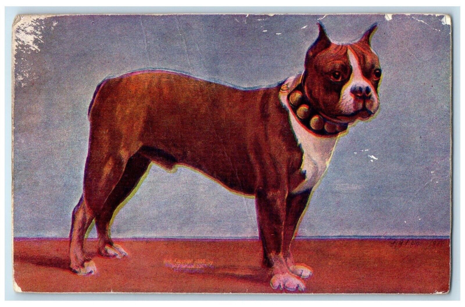 1907 American Boxer Dog Harding Massachusetts MA Posted Antique Postcard