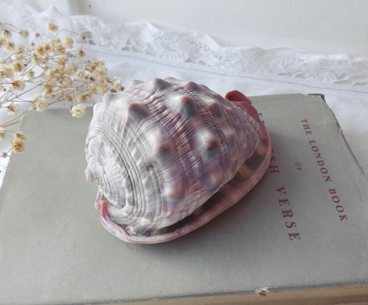 Vintage Red Helmet shell ~ Cypraecassis rufa specimen ~ Bullmouth seashell