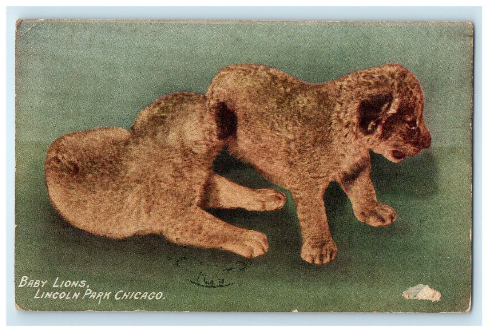 1916 Baby Lions Lincoln Park Chicago Illinois IL Posted Antique Postcard
