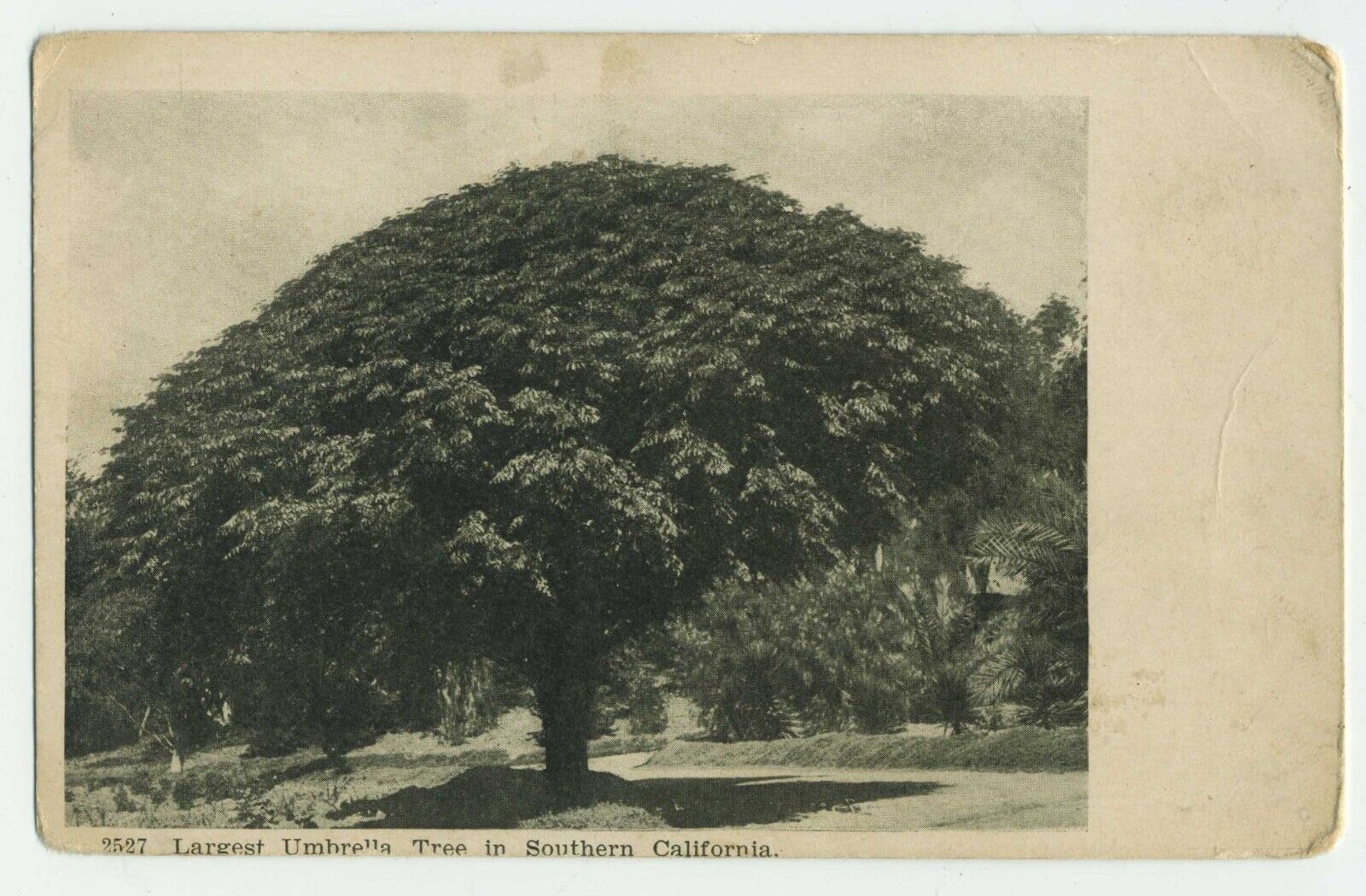 Largest Umbrella Tree Southern California Oscar Newman Los Angeles CA postcard