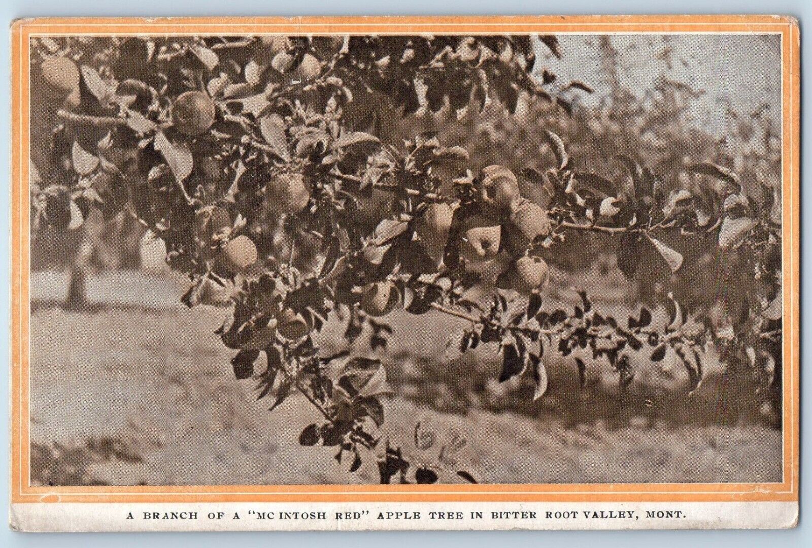 Montana Postcard Branch Mc Intosh Red Apple Tree Bitter Root Valley 1910 Vintage