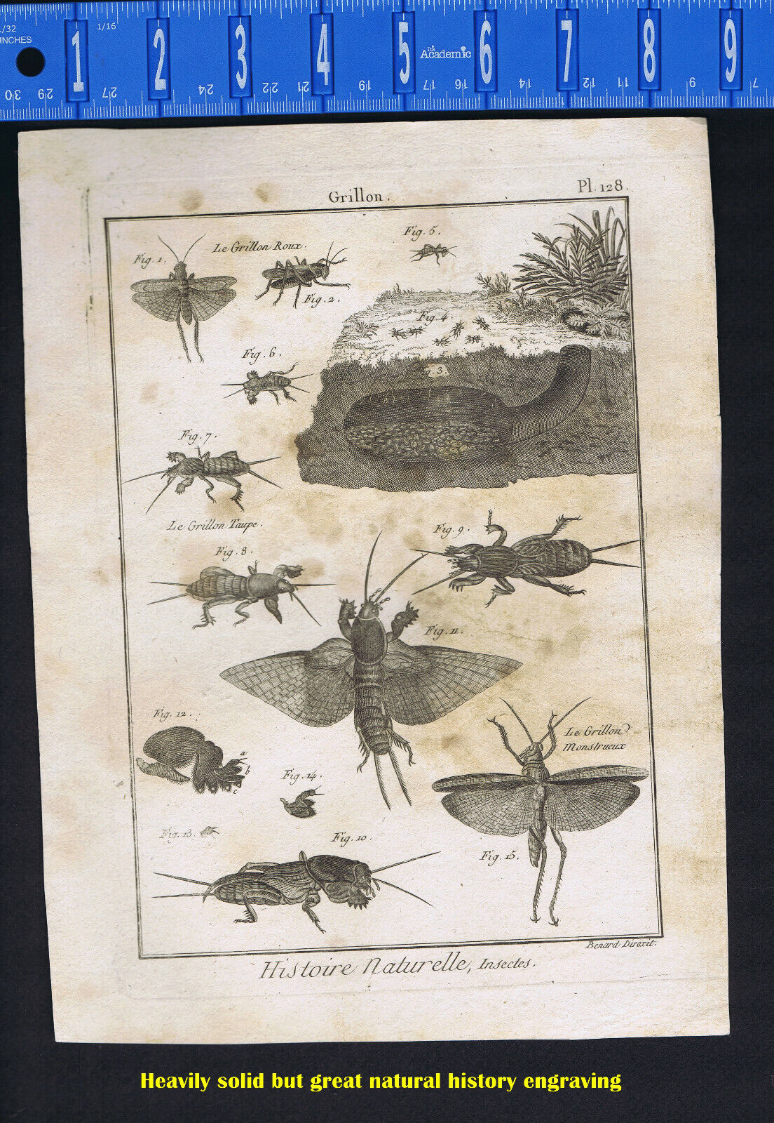 Grillon, Crickets in Natural Habitat - 1797 Panckoucke Insect Engraving 