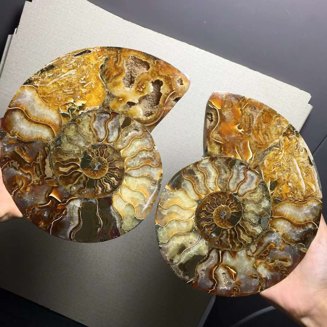 3.37lb A pair of Split Ammonite Fossil Specimen Shell Healing Madagascar Decor+S