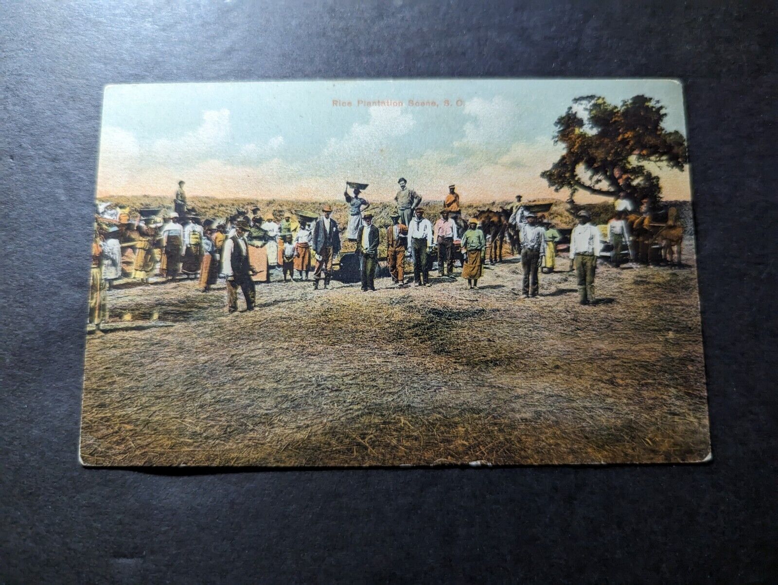 Mint USA Postcard Rice Plantation Scene SC South Carolina