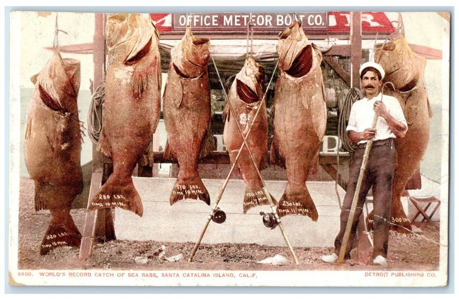1911 World\'s Record Catch Sea Bass Fishes Santa Catalina California CA Postcard