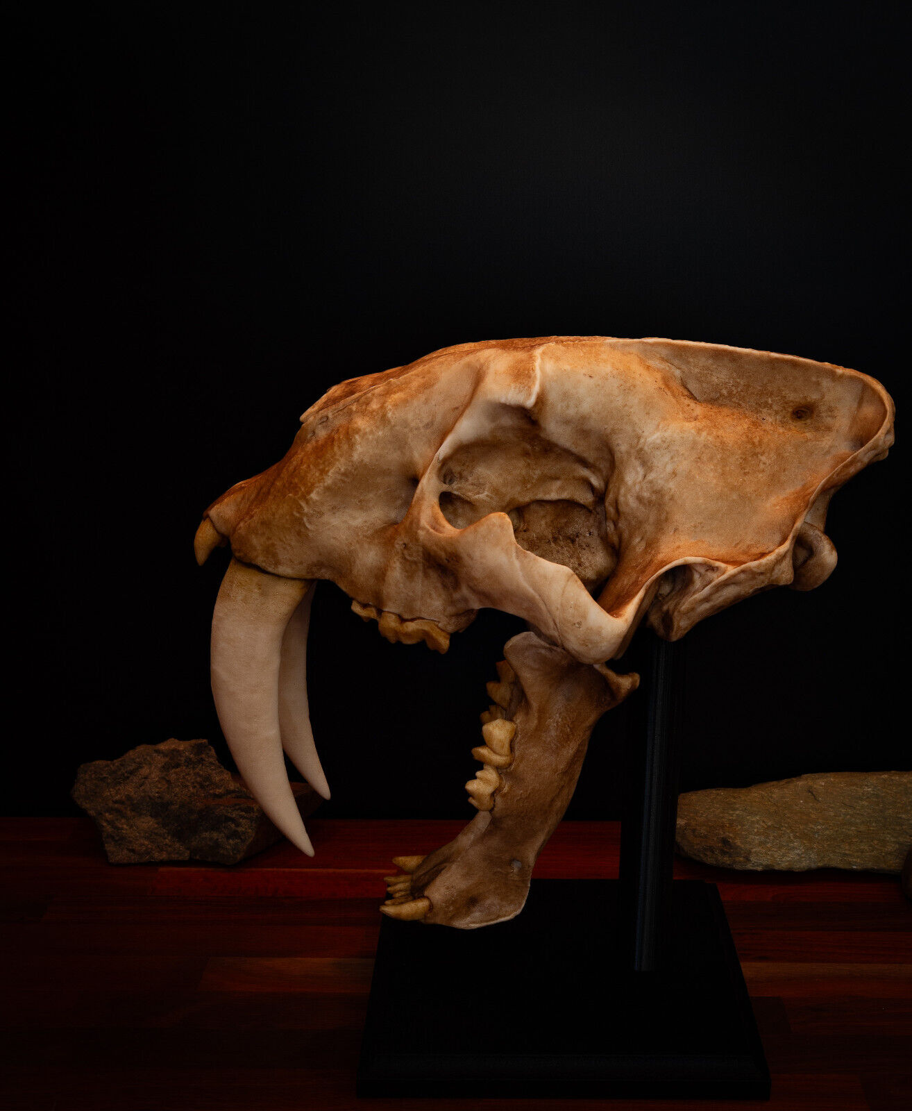 Sabertooth Cat Replica Skull (Full Sized) including display base - FREE delivery