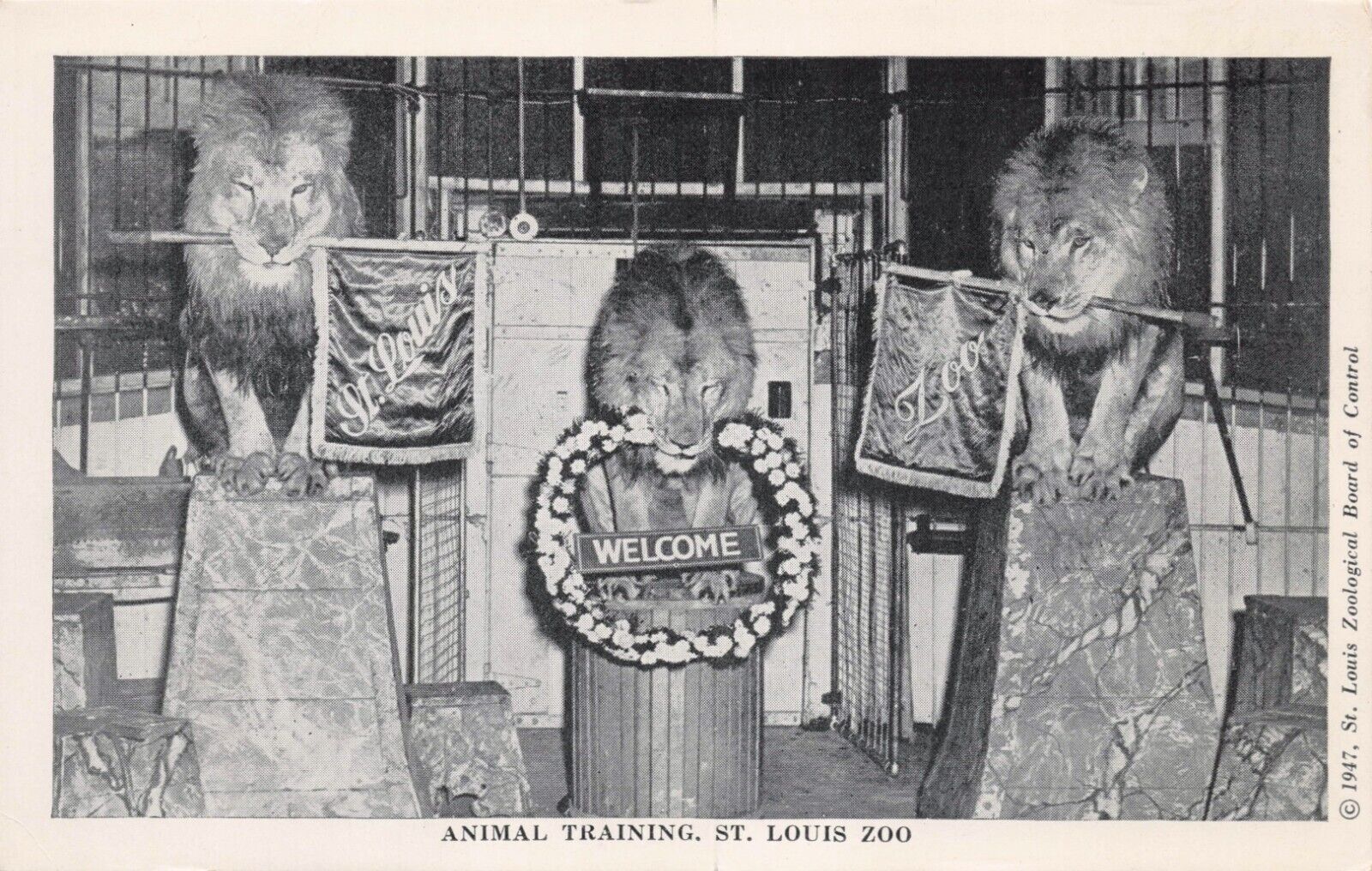 St Louis MO Missouri Zoo  3 Performing Lions Training Vintage  Postcard c 1947