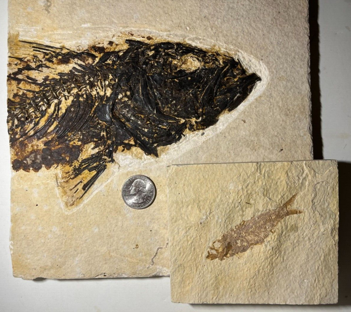 HUGE Mioplosus + Knightia Fossil Fish | Green River Fish Fossil | Wyoming