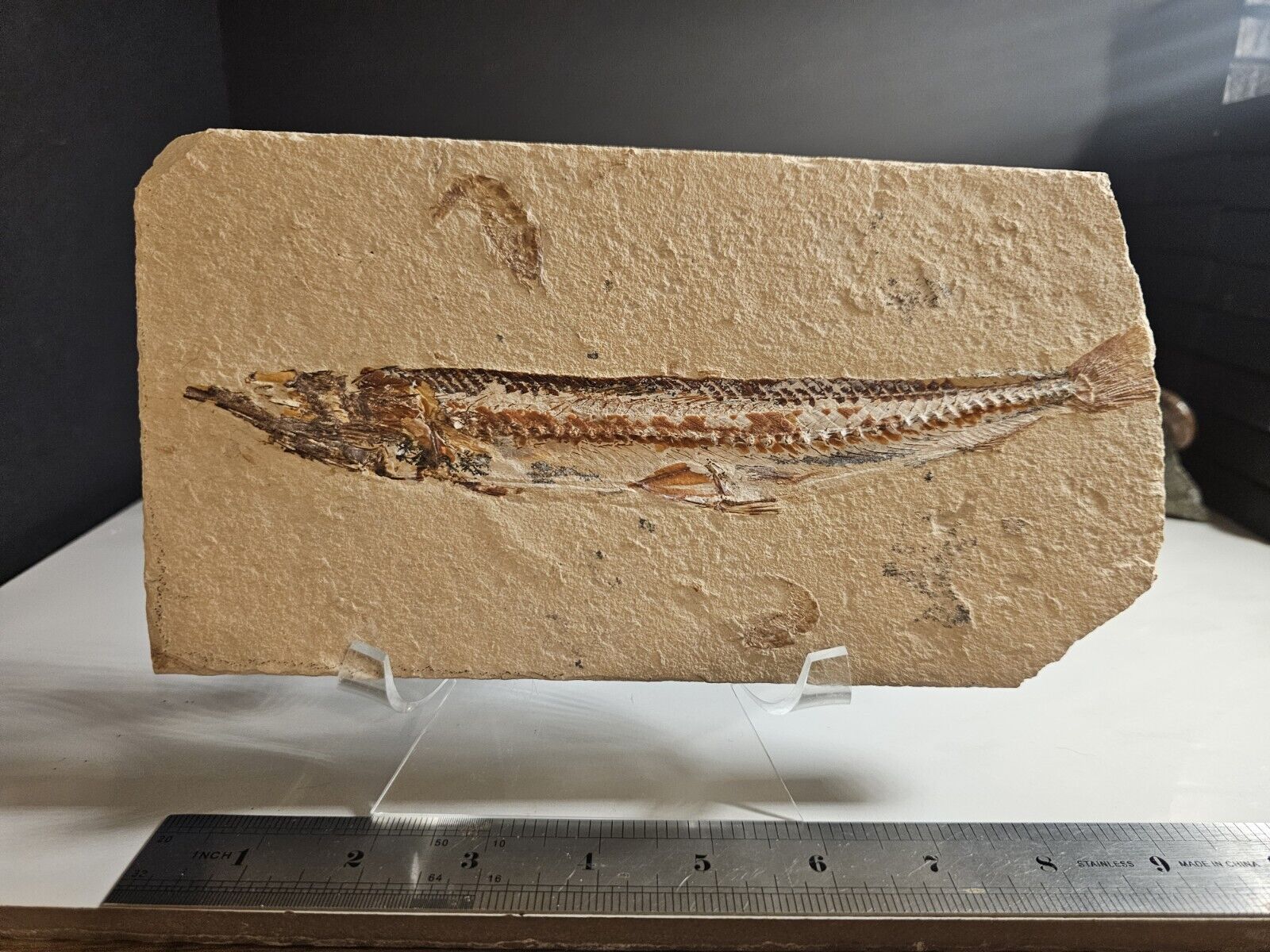 Prionolepis Fossil Viper Fish (Lebanon) - With Two Fossil Shrimp