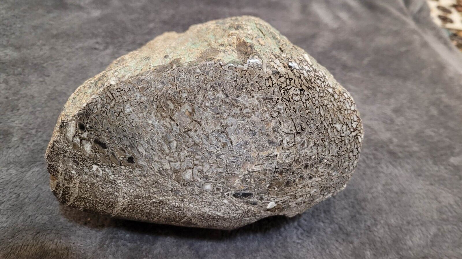 HUGE Dinosaur fossil gembone from Utah agate gem bone agatized 11.9 lbs
