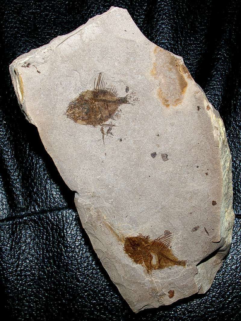 Capros radobojanus- Beautiful rare two perfectly preserved fish  The best fossil