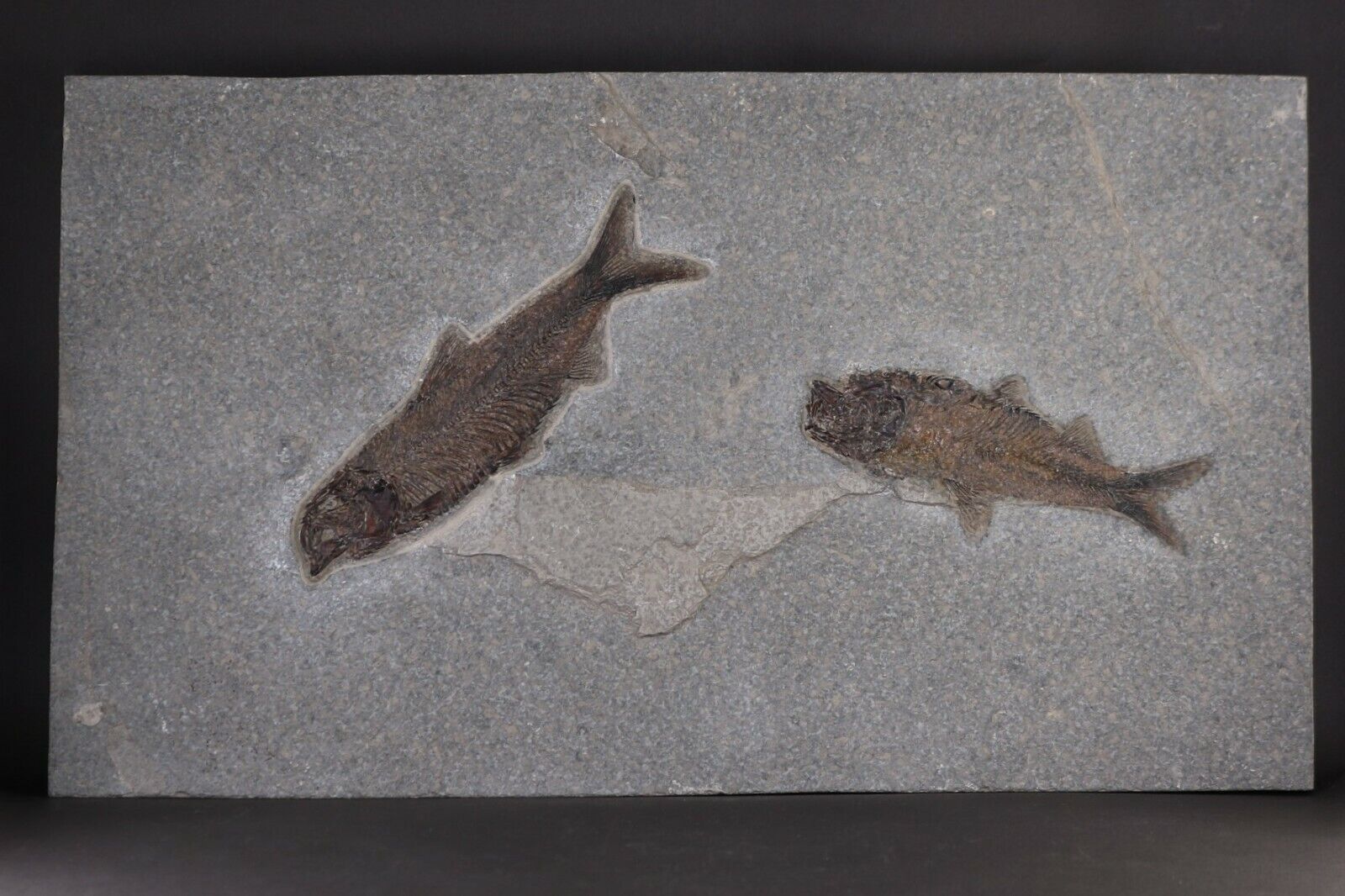 Beautiful Fossil Fish Pair Knightia Green River Formation Wyoming WY COA 10688