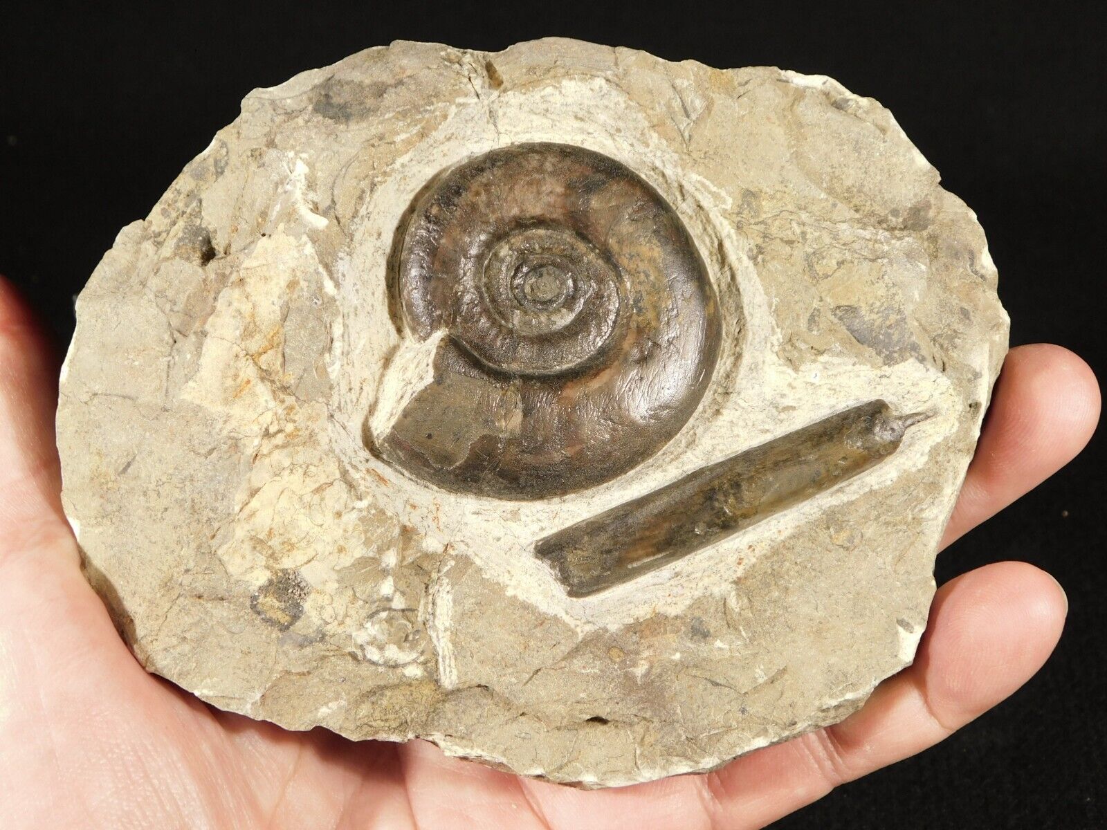 400 Million Year Old Devonian Era AMMONITE and Bellamite Fossil  Morocco 563gr