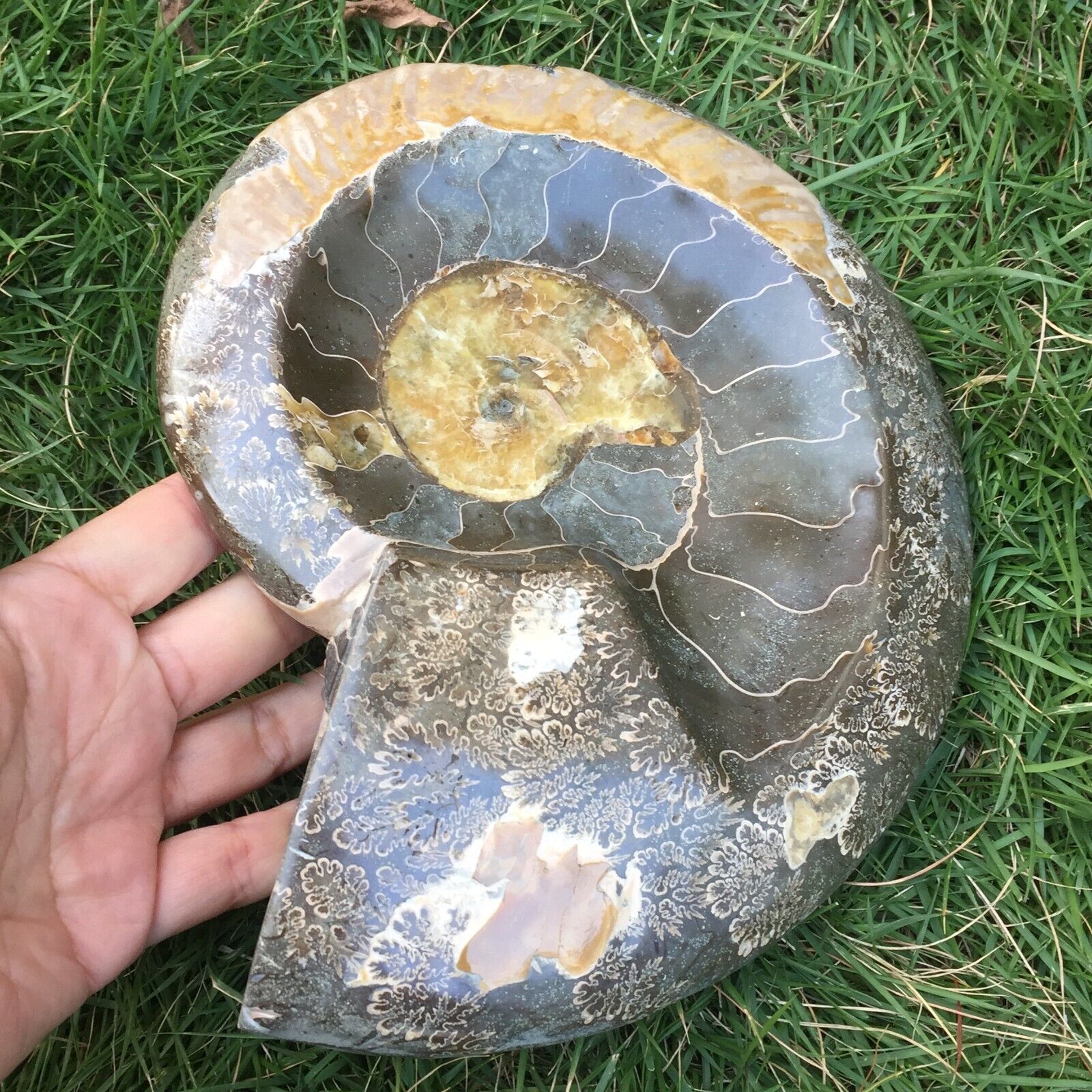 1963g Natural Ammonite Fossil Conch Ashtray Crystal Specimen Healing 610