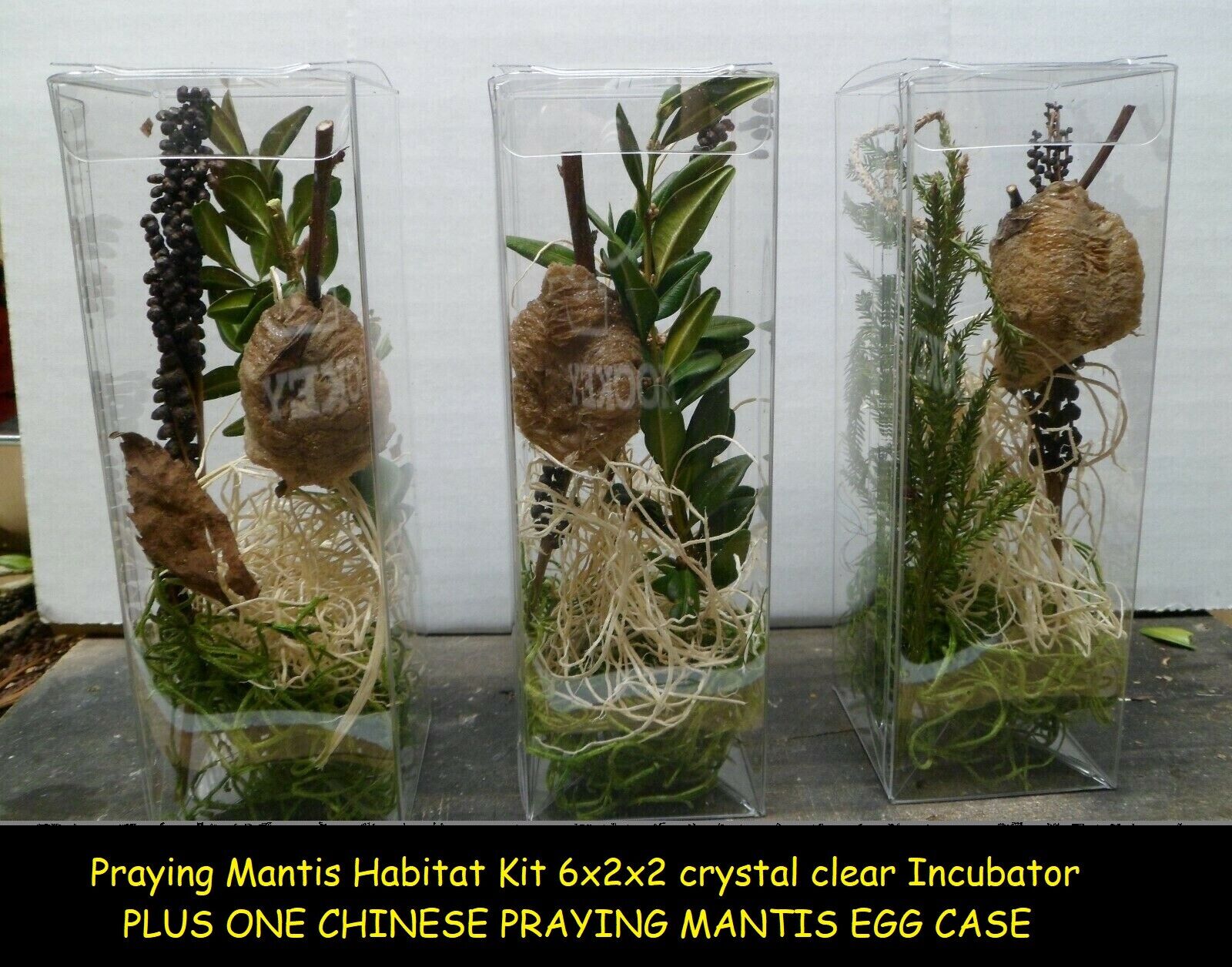 One Praying Mantis Egg Case with Clear Habitat Cube 1 Praying Mantids Egg Cases