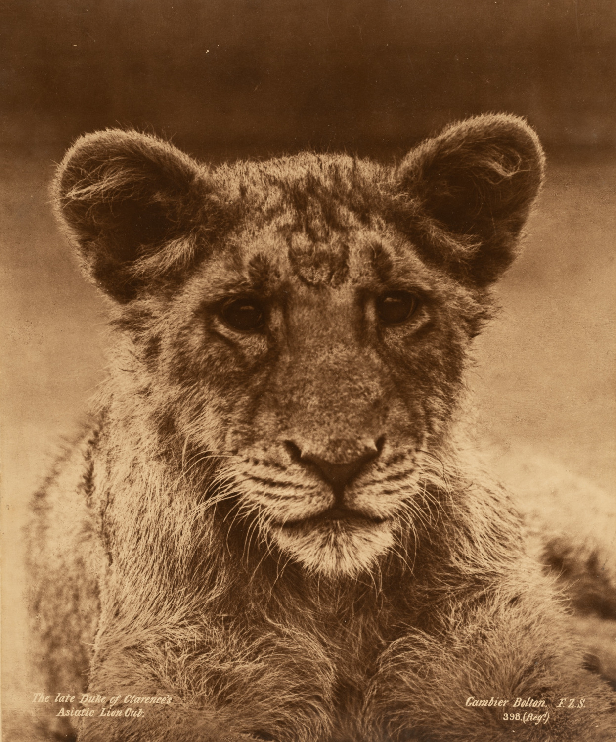 Gambier Bolton, The Late Duke of Clarence's Asiatic Lion Cut Vintage Print,