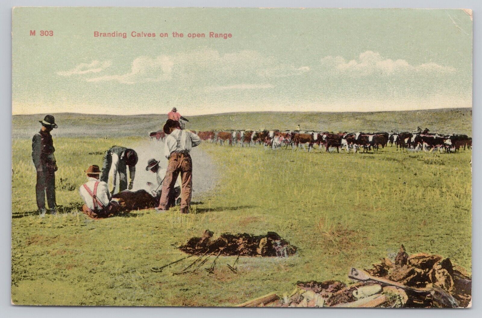 Chinook Montana, Cowboys Branding Calves on the Open Range, Vintage Postcard