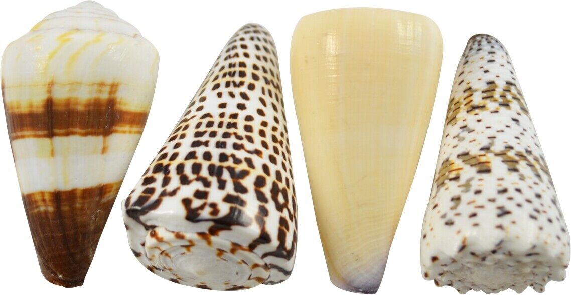 10 Assorted Cones Shells Seashells 3-4\