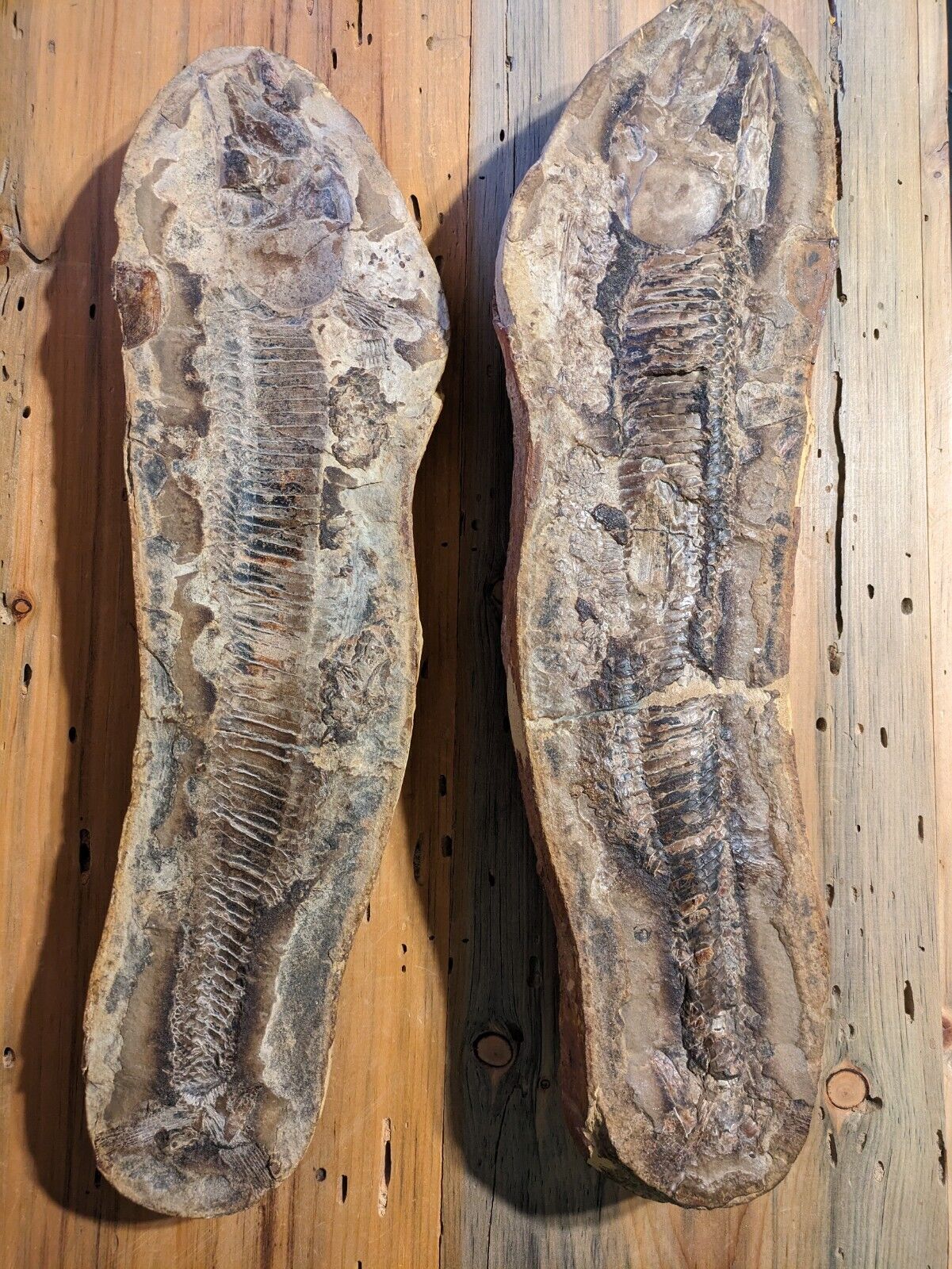 Vinctifer Comptoni Fossil Fish 22 inches 2 halves