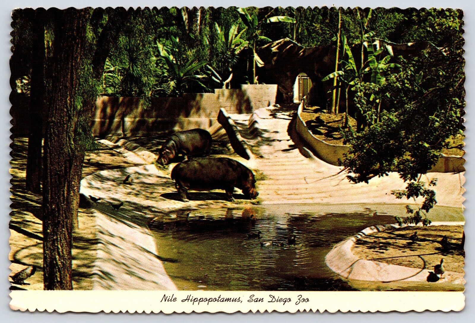 California San Diego Zoo Nile Hippopotamus Vintage Postcard Continental