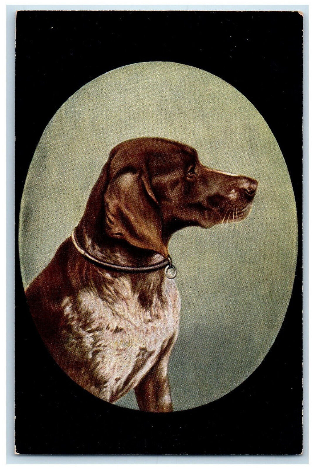 Postcard Favourite Dogs Pointer Dog c1910 Unposted Antique Tuck Dogs