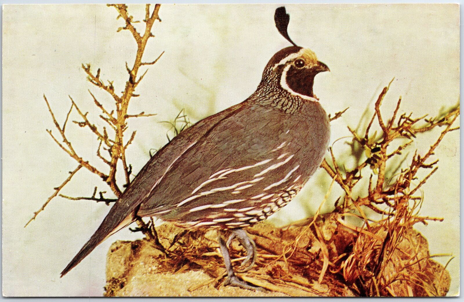 VINTAGE POSTCARD THE CALIFORNIA QUAIL EXHIBIT AT CHICAGO NATURAL HISTORY MUSEUM