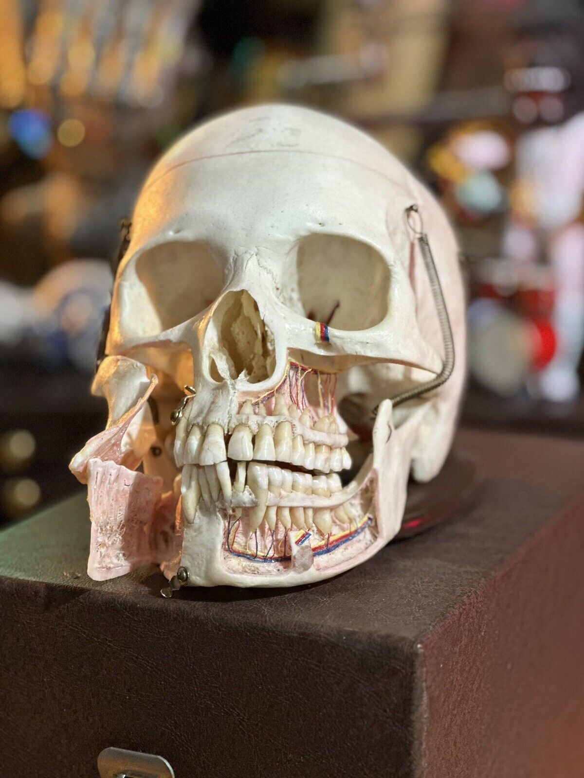 Vintage Skull Kilgore International Medical Dental Instructional Teaching w/Case