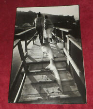 1980 Press Photo Fishermen Drag Shark Across Pier For Weighing California picture