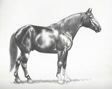 Missouri Fox Trotter - 1969 Illustrated Horse Print picture