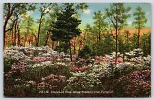 Pennsylvania Turnpike Dogwood time Vintage Postcard picture