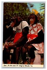 Postcard Florida Greetings Chimps Monkey Jungle Miami picture