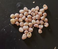 Niihau Genuine Kahelelani Shells Size 12 For Jewelry Making picture
