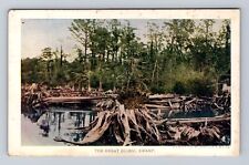 Jamestown Virginia 1907 Exposition, Great Dismal Swamp #154 Vintage Postcard picture