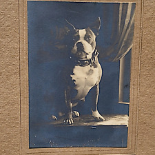 Vintage Boston Terrier Dog Studio Portrait Photo c1910 Bridgeport CT Antique picture