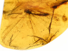 Rare huge Dilaridae (Lacewing), Fossil inclusion in Burmese Amber picture