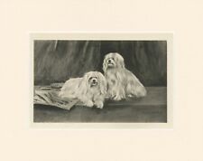 MALTESE RARE 1897 ANTIQUE DOG PRINT by ARTHUR WARDLE READY MOUNTED picture