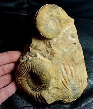 Beautiful, decorative big ammonite fossil cluster picture