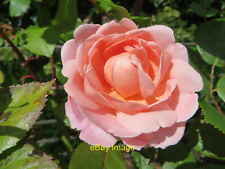 Photo 6x4 Brother Cadfael A rose in the walled garden at Astley Hall. c2017 picture