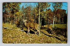 Independence IA-Iowa, Scenic Greetings, Doe & Buck, Deer, Vintage Postcard picture