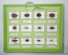 12 BUG Insect Collection Box Set 12 clear blocks Real Specime Teaching Aid picture
