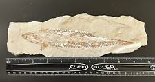 Lebanon Fossil, Prionolepis From Hjula, Upper Cretaceous, 100 Million Years. picture