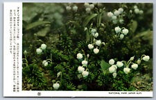 Postcard Japan c1950s Mountain Heather Flowers Chubu Sangaku National Park BA11 picture