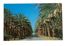 Date Harvest Time Los Angeles California Postcard Unposted picture