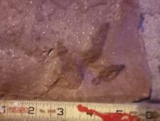 FOSSIL Dinosaur Footprint Track Fossil GRALLATOR Authentic Genuine NJ picture