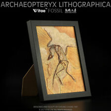Archaeopteryx lithographica Fossil Dinosaur Photo Frame Model Display Vitae picture